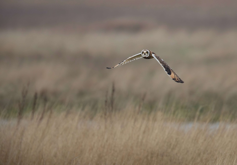 Short Eared Owl
