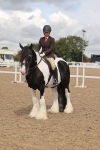 Class 18 - Handsomest Gelding (IH or Ridden) portfolio