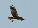 Marsh Harrier carrying prey, Otmoor RSPB