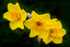 Three daffodils - DSC_3725