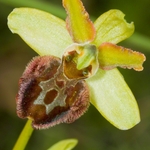 Early Spider Ophrys (Ophrys sphegodes.)