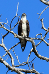 Osprey perched high in tree, Costa Rica