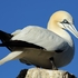 Northern Gannet
