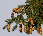 Common Crossbill