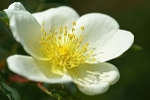 Cream Rose