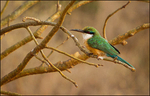 Bee-eater