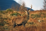 Red Deer