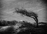 Windswept Tree