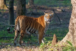 Tiger in Kanha 2