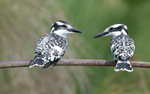 Pied kingfishers