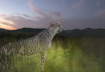 Cheetah Sunset