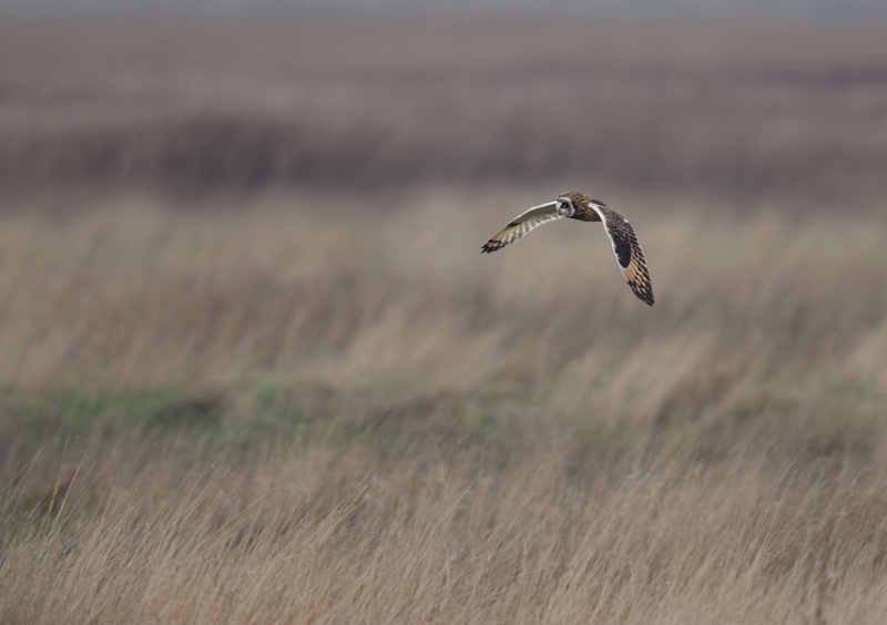 Short Eared Owl