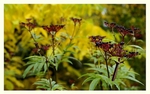 Sambucus ebulus 3