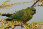 Austral Parakeet