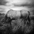 The Horse