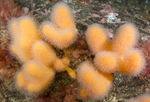 Alcyonium digitatum