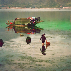 KM-235 Collecting Seaweed at Tai Po Kau - 1971
