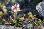 Arctic Lousewort
