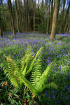 Bluebells and ferns _ S100