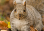 Grey Squirrel - Sciurus carolinensis RPNP0036