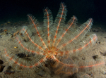 Antedon bifida or Antedon petasus or Leptometra celtica