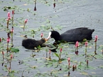 Coot and juvenile