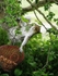 Acrobatic squirrel
