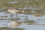 Bar-tailed Godwit
