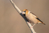 Hawfinch  1901-17541