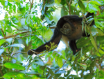 Howler Monkey looking for food, Manuel Antonio, Costa Rica