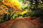Autumn Colours Cockington