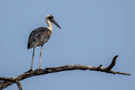 Woolly-necked Stork
