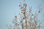 Fieldfares