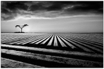 Furrowed Field