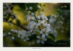 Prunus padus 2