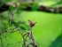 Wren