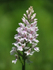 Common Spotted Orchid