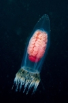 Neoturris pileata