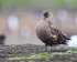 Brown Skua preening chest feathers, Sea Lion Island, Falklands