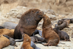 South American Sea Lions (male & female) nuzzling, Chile