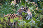 Wildlife portfolio