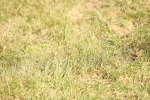 SBM_12960