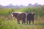 Ham Wall Wildlife_ HWWL001