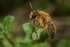 Andrena nigroaenea (m)