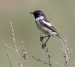 Stonechat.