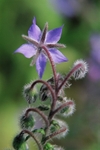 Borago Officionalis