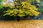 Autumn Leaves