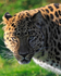 Amur Leopard close-up