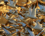 Snow Geese taking off, backlit, Bosque del Apache, New Mexico