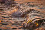 z3615 Evening Wavelets